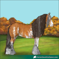 Horse Color:Bay Sabino  and Buckskin Sabino 