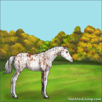 Horse Color:Bay Sabino  and Bay Sabino 