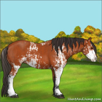 Horse Color:Bay Sabino  and Bay Sabino 
