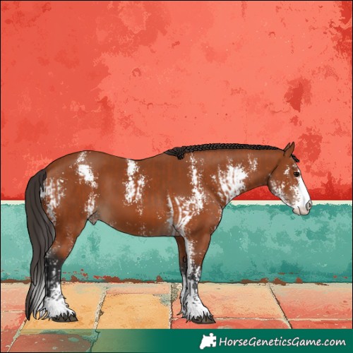 Horse Color:Bay Sabino  and Bay Sabino 
