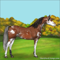 Horse Color:Bay Sabino  and Bay Sabino 