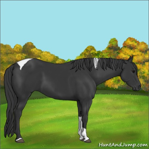 Horse Color:Black Tobiano Rabicano 