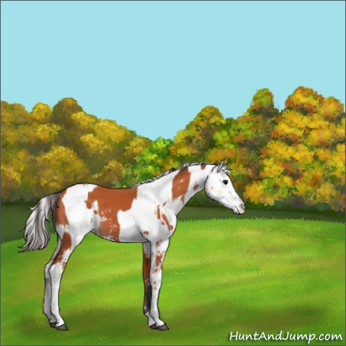 Horse Color:Bay Sabino  and Bay Sabino Appaloosa 