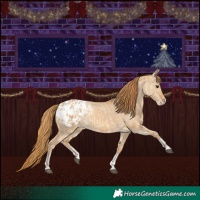 Horse Color:Red Dun Appaloosa  and Red Dun Appaloosa 