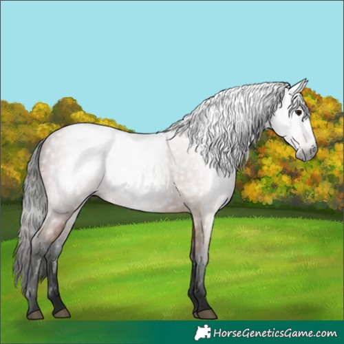 Horse Color:Gray Bay 