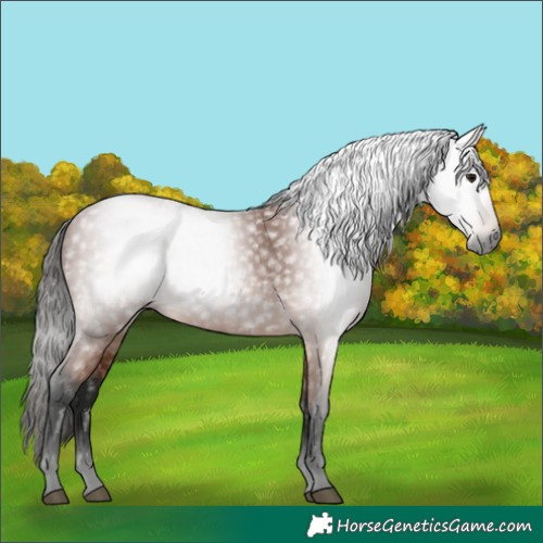 Horse Color:Gray Bay 
