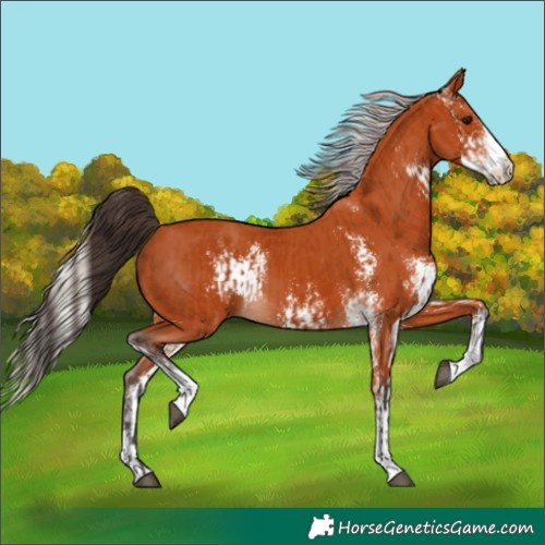 Horse Color:Bay Sabino  and Silver Bay Sabino 