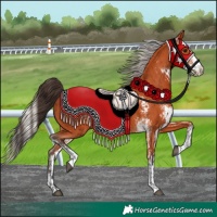 Horse Color:Bay Sabino and Silver Bay Sabino
