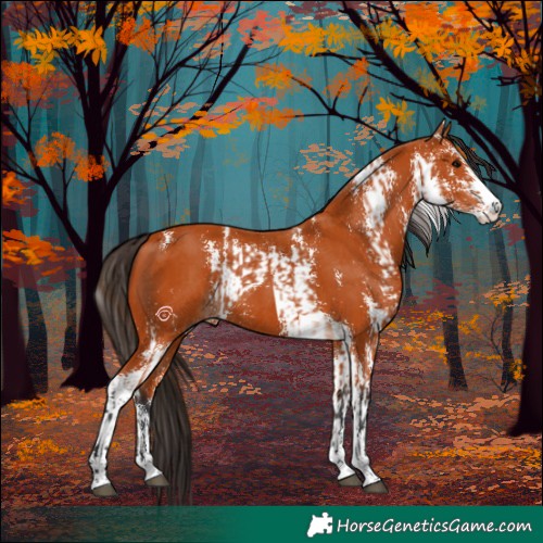 Horse Color:Bay Sabino  and Bay Sabino 