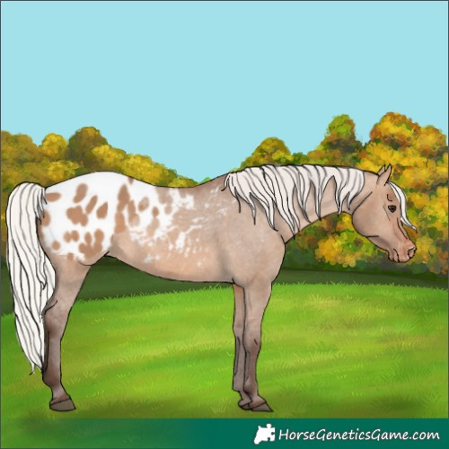 Horse Color:Silver Brown Dun Appaloosa 