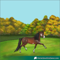 Horse Color:Bay Sabino  and Bay Sabino Splash 