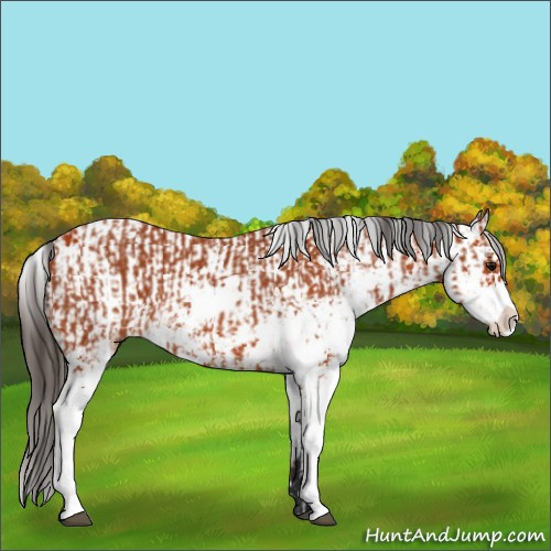 Horse Color:Bay Sabino  and Bay Sabino 