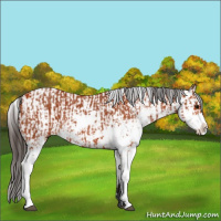 Horse Color:Bay Sabino  and Bay Sabino 