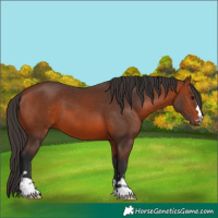 Horse Color:Bay 