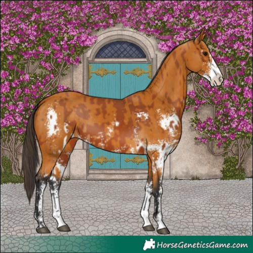 Horse Color:Bay Sabino and Buckskin Sabino