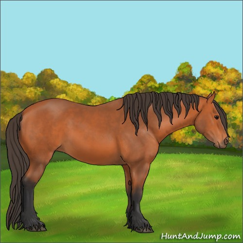 Horse Color:Bay 