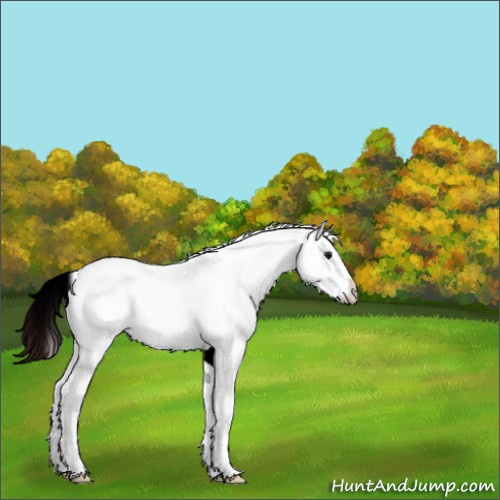 Horse Color:White Spotted Chocolate Brown 