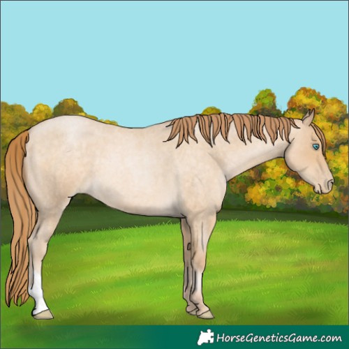 Horse Color:Buckskin Roan Pearl 