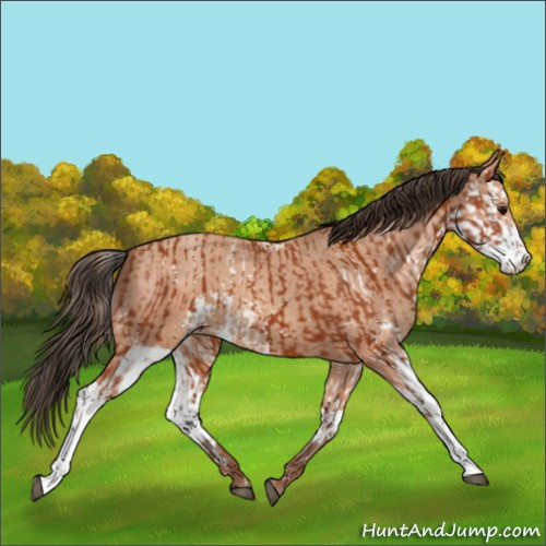 Horse Color:Bay Sabino  and Amber Champagne Sabino 