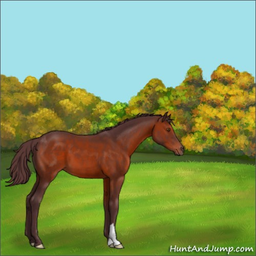 Horse Color:Chocolate Brown 