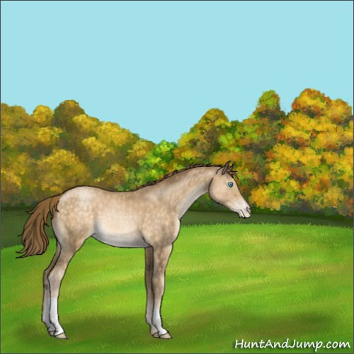 Horse Color:Chocolate Buckskin Pearl 