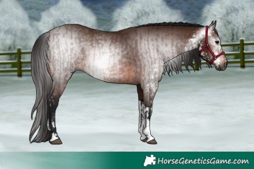 Horse Color:Gray Bay Sabino  and Gray Bay Tobiano 