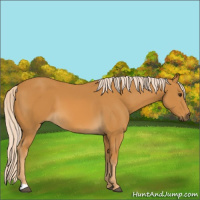 Horse Color:Palomino