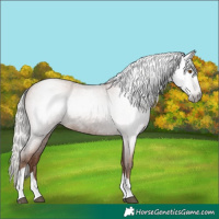 Horse Color:Gray Silver Blue Roan Pearl Tobiano