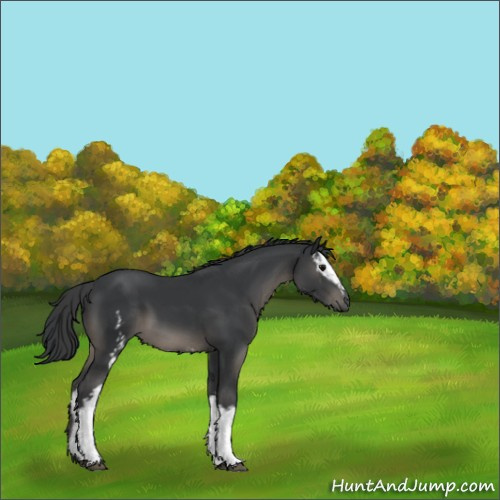 Horse Color:White Spotted Black 