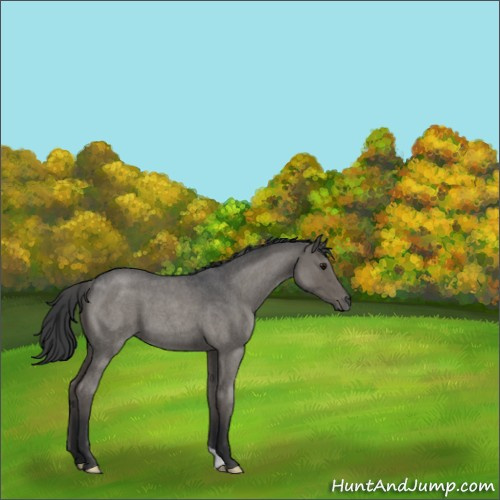 Horse Color:Grullo Roan 