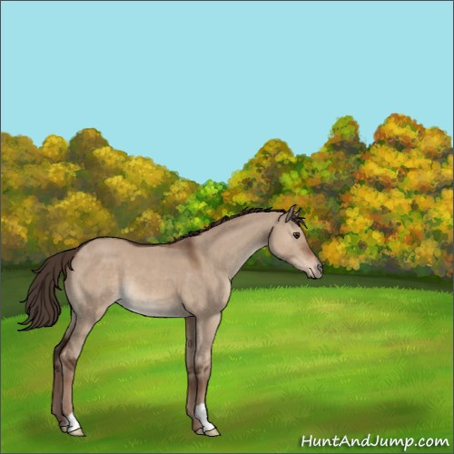 Horse Color:Liver Red Dun 