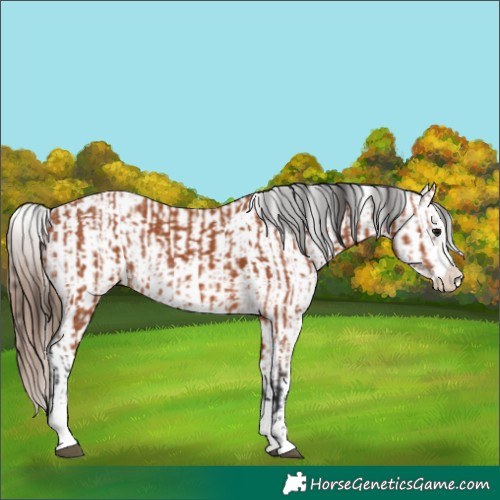 Horse Color:Bay Sabino  and Bay Sabino Varnish 