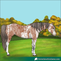 Horse Color:Bay Sabino  and Bay Sabino Appaloosa 