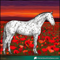 Horse Color:Grullo Near Leopard 