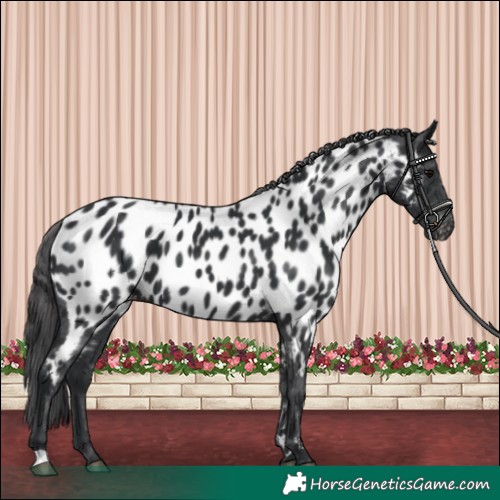 Horse Color:Black Appaloosa