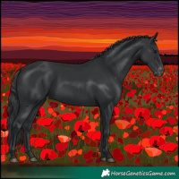 Horse Color:Black Appaloosa