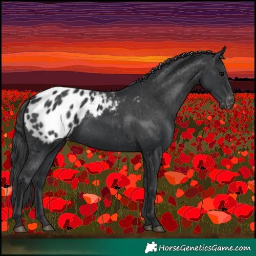 Horse Color:Black Appaloosa