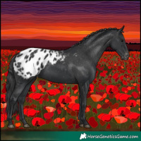 Horse Color:Black Appaloosa