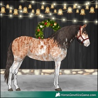 Horse Color:Bay Sabino  and Amber Champagne Sabino 