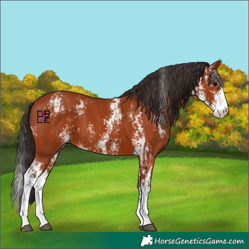 Horse Color:Bay Sabino  and Bay Sabino 