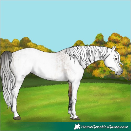 Horse Color:Gray Bay Dun Sabino  and Gray Bay Dun Sabino 