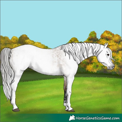 Horse Color:Gray Bay Dun Sabino  and Gray Bay Dun Sabino 