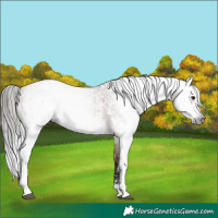 Horse Color:Gray Bay Dun Sabino  and Gray Bay Dun Sabino 