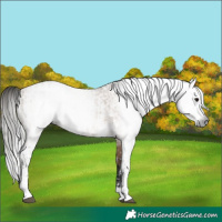 Horse Color:Gray Bay Dun Sabino  and Gray Bay Dun Sabino 