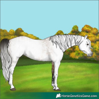 Horse Color:Gray Bay Dun Sabino  and Gray Bay Dun Sabino 