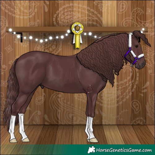 Horse Color:Chocolate Black 