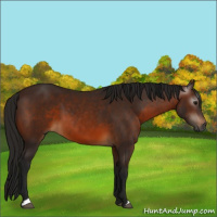 Horse Color:Gray Bay 