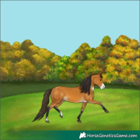 Horse Color:Buckskin Sabino  and Buckskin Sabino 