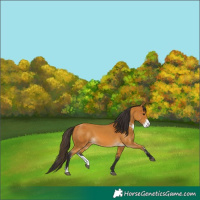 Horse Color:Buckskin Sabino and Buckskin Sabino