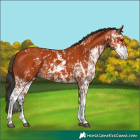 Horse Color:Bay Sabino  and Bay Sabino 